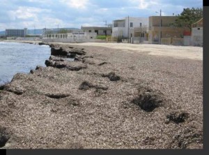 Foto1Spiaggia di Torre Canne con Posidonia_1144806994