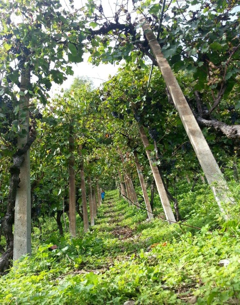 vigneti in pendenza